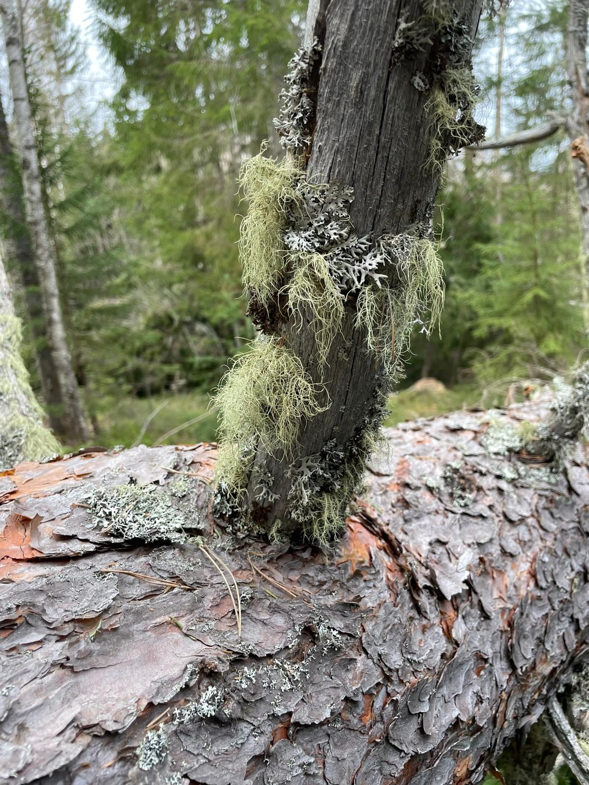 Baardmos aan een omgevallen dennenstam in het bos bij Ockelbo