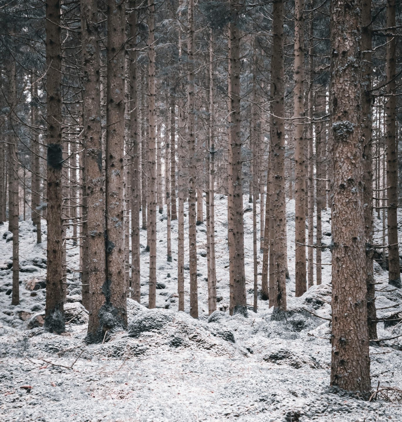 Besneeuwd dennenbos bij Ockelbo