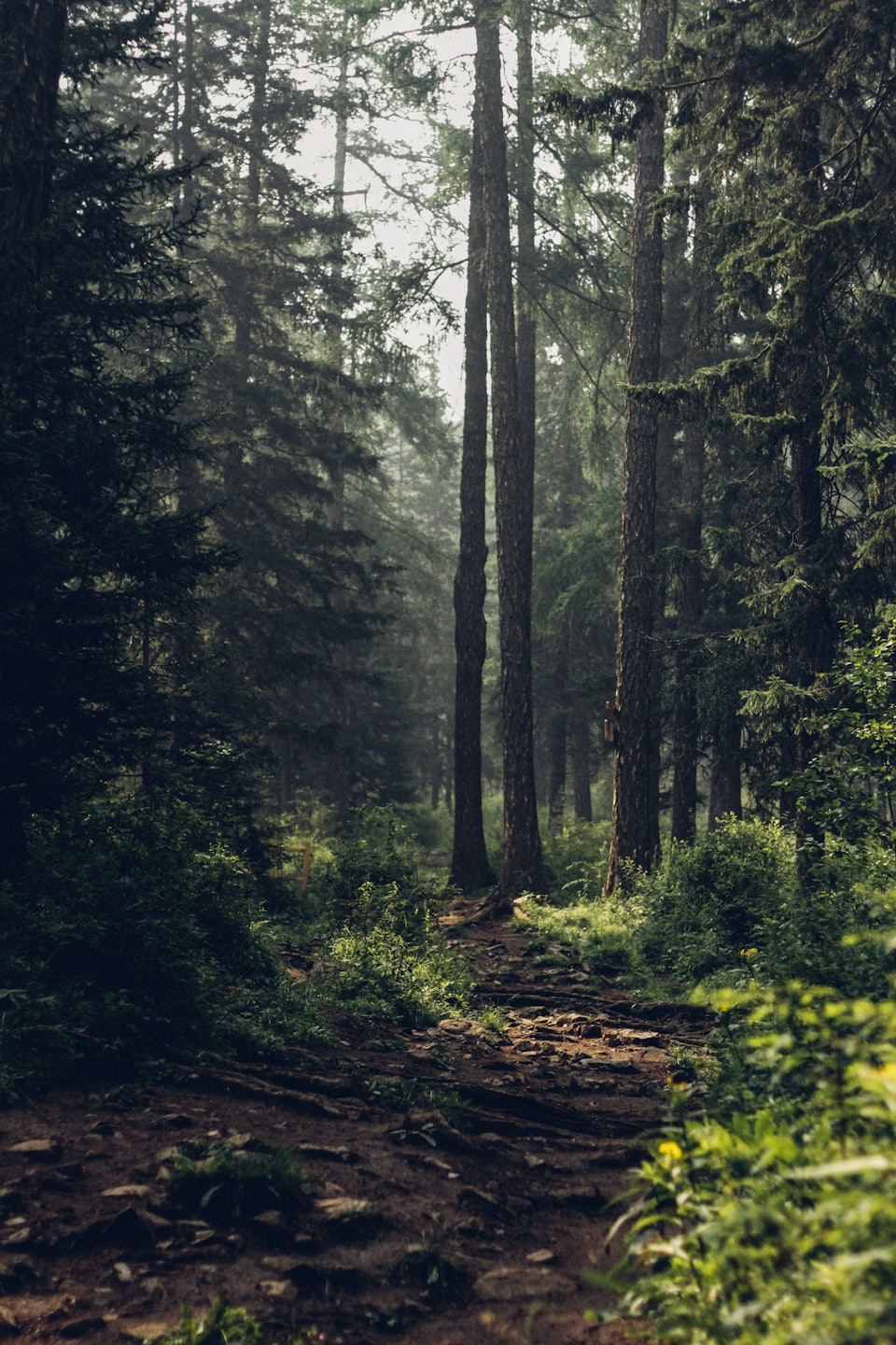 Zandpad door het bos bij Ockelbo